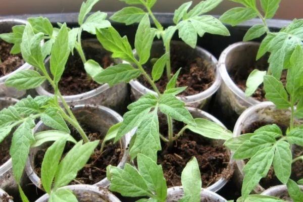 ต้นกล้าในแก้ว