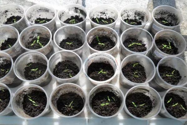 ต้นกล้าในแก้ว