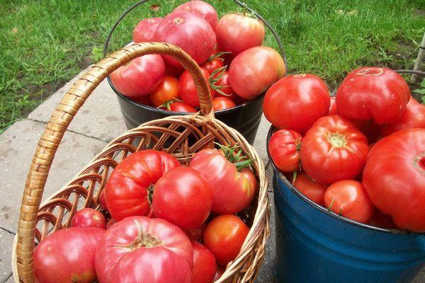 การเก็บเกี่ยวมะเขือเทศ