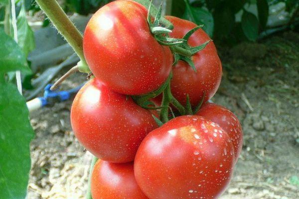 แปรงมะเขือเทศ