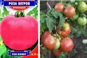 Caractéristiques et qualités de consommation de la variété de tomate Rose of the Winds
