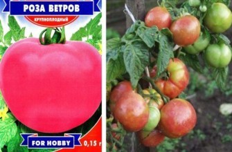 เมล็ดมะเขือเทศ