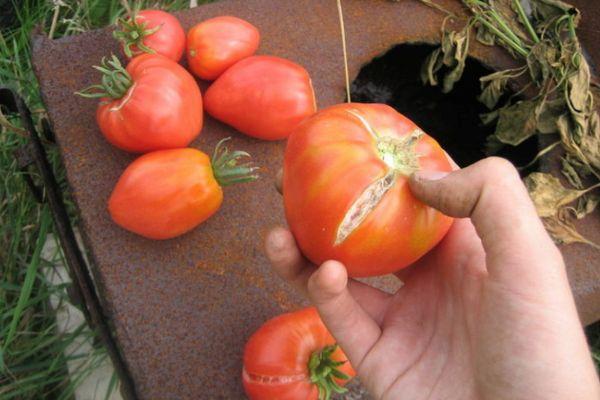 รอยแตกบนมะเขือเทศ