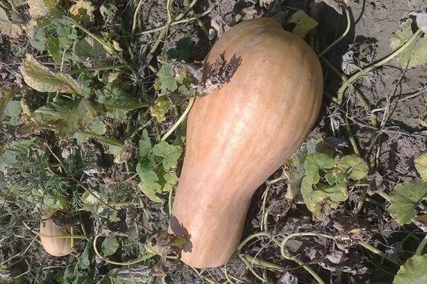 ฟักทองรูปลูกแพร์