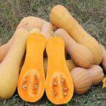 ฟักทองผลยาว