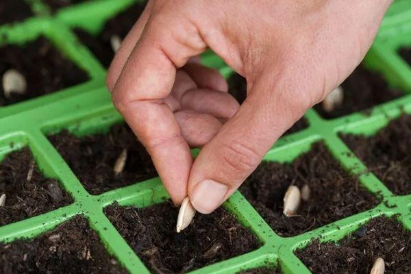 การปลูกฟักทอง