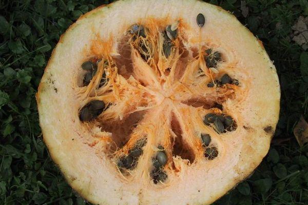 เมล็ดฟักทอง