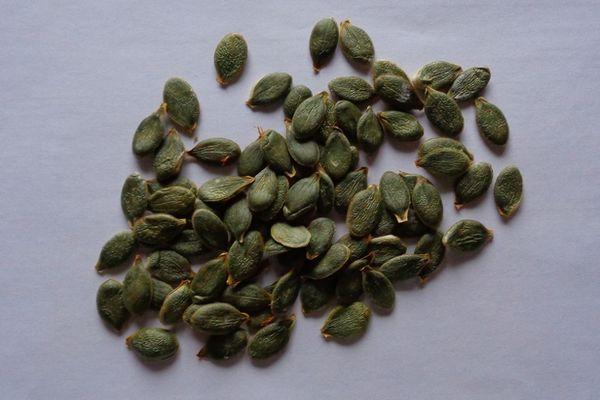 ลักษณะของฟักทองเมล็ดเปลือยและคำแนะนำในการปลูกพันธุ์