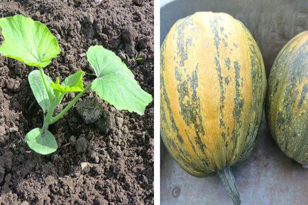 ถั่วงอกฟักทอง