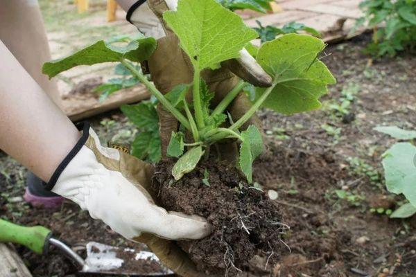 Planter des citrouilles