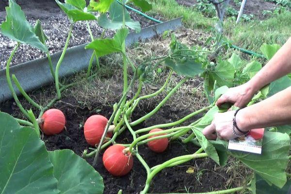 Cultiver des citrouilles