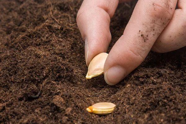 การหว่านเมล็ดพันธุ์