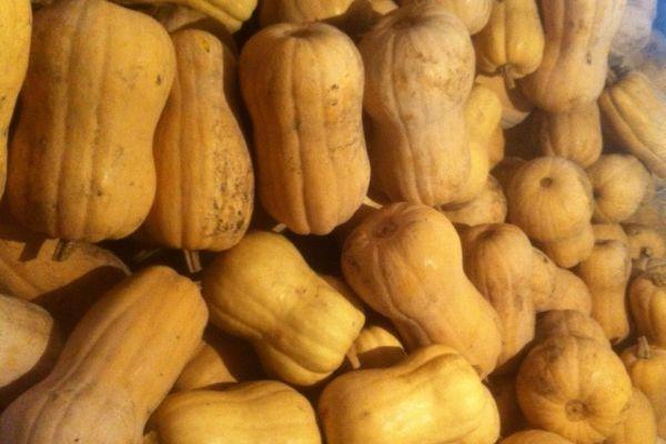 การเก็บเกี่ยวฟักทอง