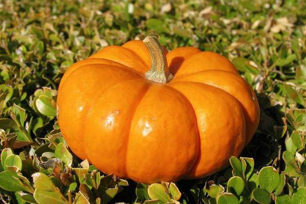 ฟักทองงาม