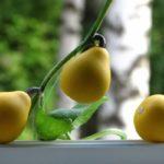 ฟักทองระเบียง