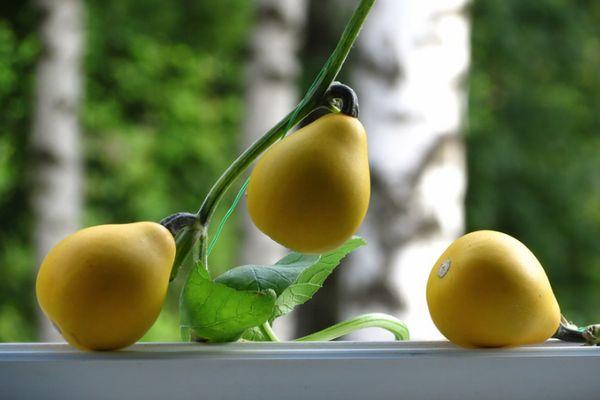 ฟักทองระเบียง