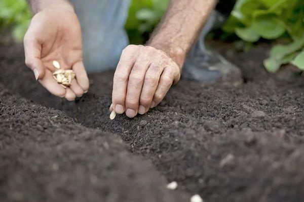 การหว่านเมล็ดพันธุ์