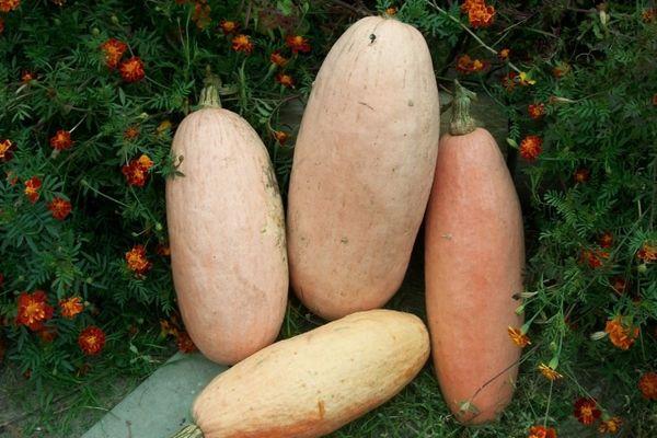 ฟักทองขนมหวาน