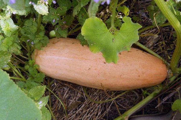 การปลูกฟักทอง