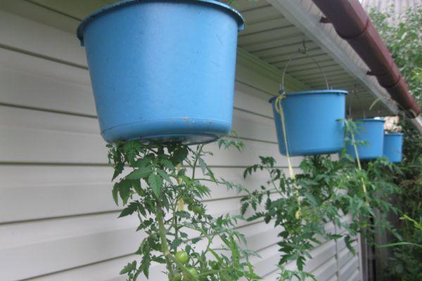 การปลูกมะเขือเทศ