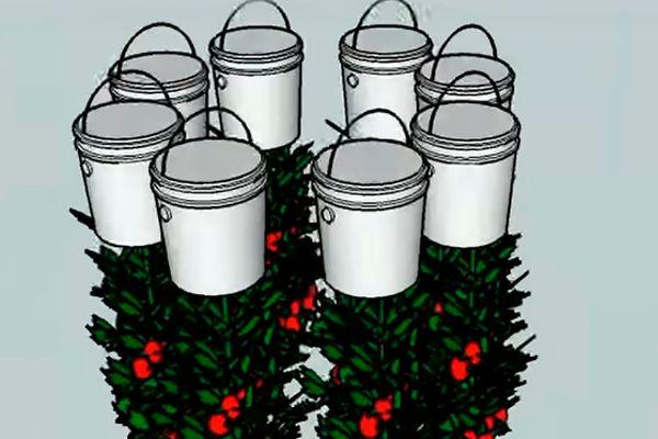 การปลูกมะเขือเทศ