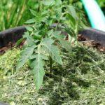 งอกในถัง