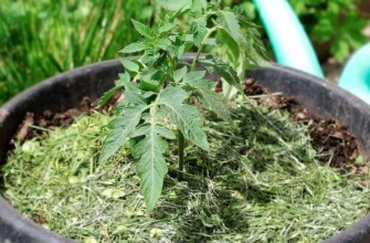 งอกในถัง