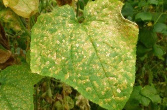 โรคแตงกวา