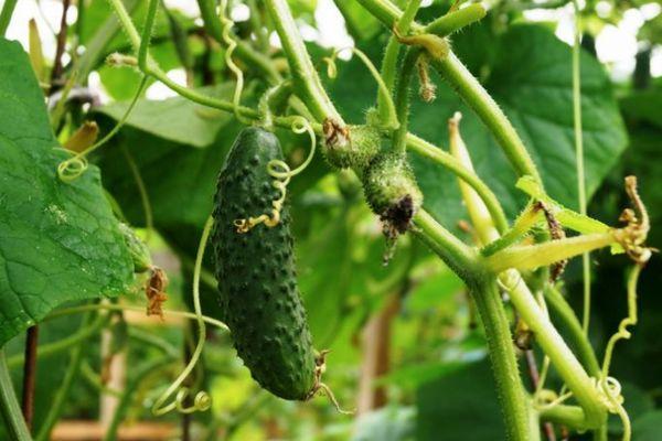 โรคในแตงกวา