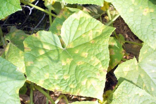 ใบที่ได้รับผลกระทบ