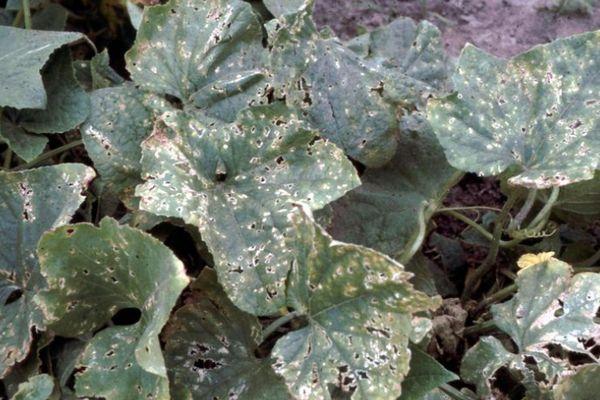 แตงกวาที่เป็นโรค