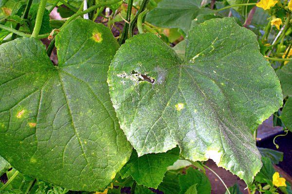 โรคใบไหม้จากแบคทีเรีย