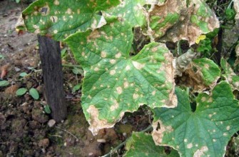 โรคใบไหม้จากแบคทีเรีย