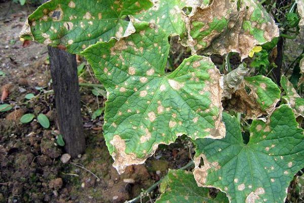 โรคใบไหม้จากแบคทีเรีย