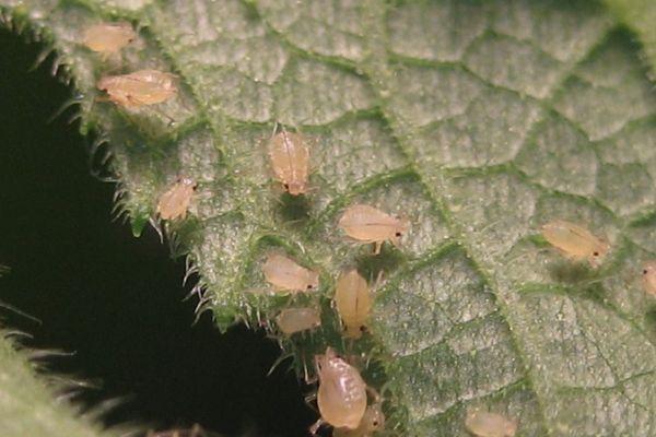 Aleurodes sur une feuille