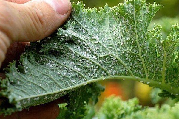 Aleurodes sur une feuille