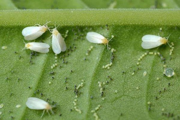 Mouches blanches sur les feuilles