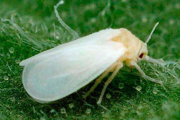 Cécidomyie aleurode