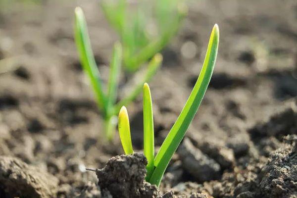 กระเทียมต้นอ่อน