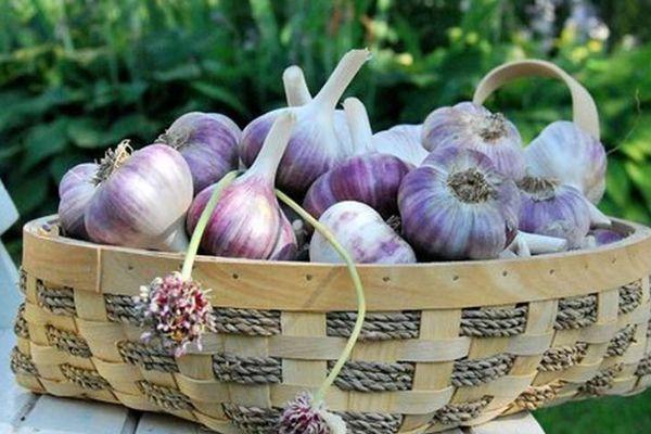 ตะกร้ากระเทียม