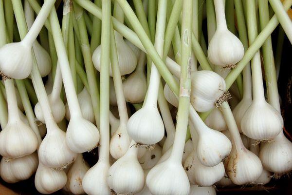 หัวกระเทียม