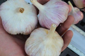 หัวกระเทียม