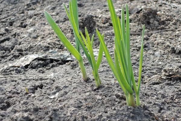 กระเทียมต้นอ่อน