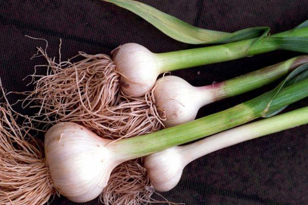 หัวกระเทียม