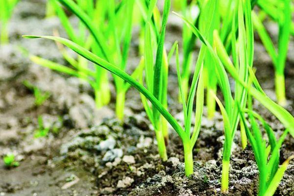 กระเทียมต้นอ่อน