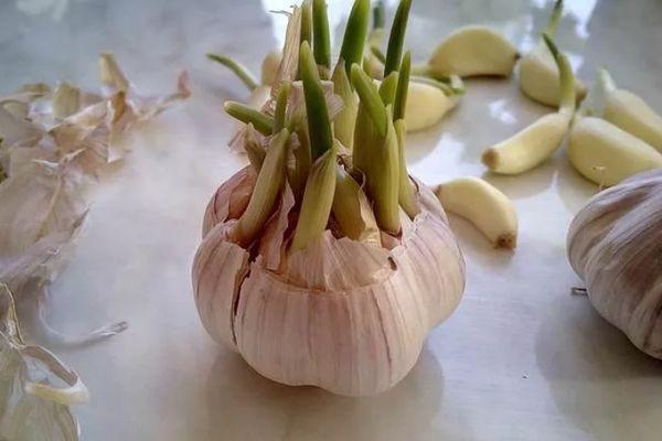 กานพลูสำหรับปลูก