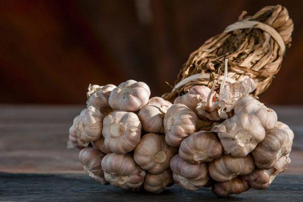 กระเทียมที่เก็บเกี่ยว