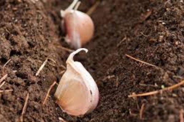 การปลูกกระเทียม