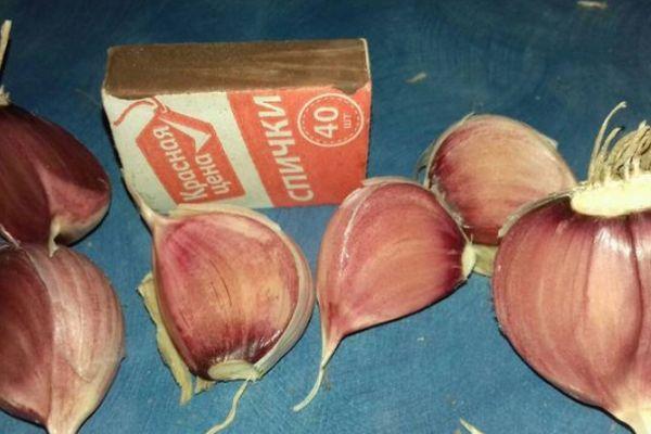 กลีบกระเทียม