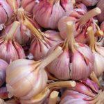 กระเทียมฤดูหนาว